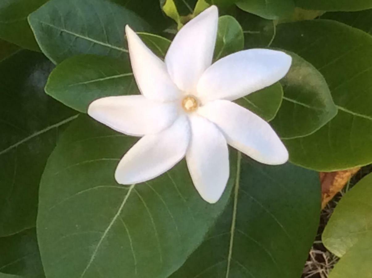 Anse-Bertrand Gite Les Jardins D'Enoha מראה חיצוני תמונה
